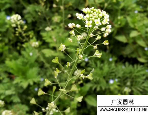 野花種子