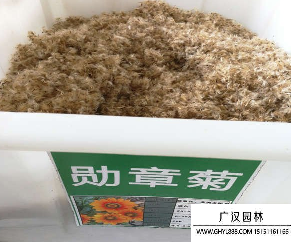 勛章菊種子