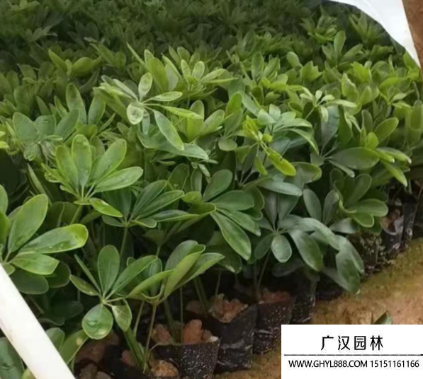 鴨腳木