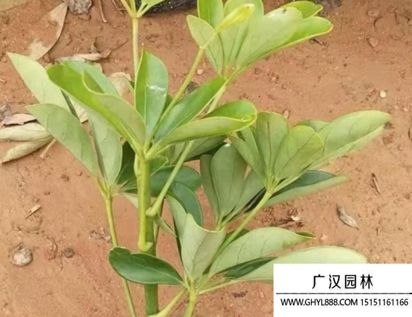 鴨腳木