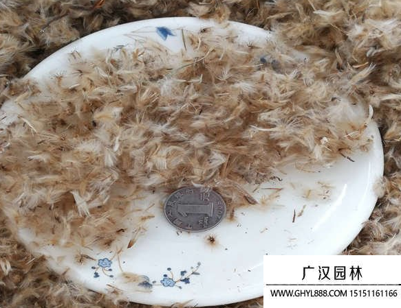 勛章菊種子