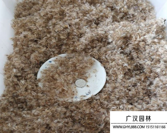 勛章菊種子
