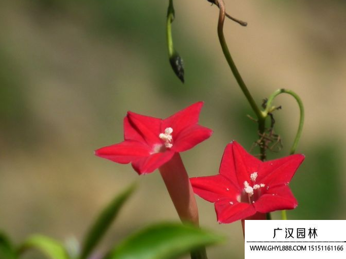 五角星花種子