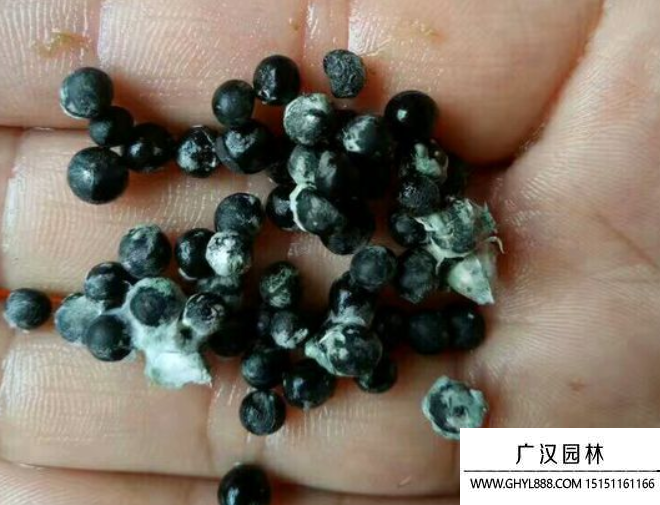文竹種子