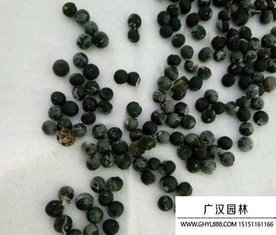 文竹種子