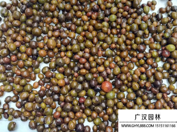 王蓮種子