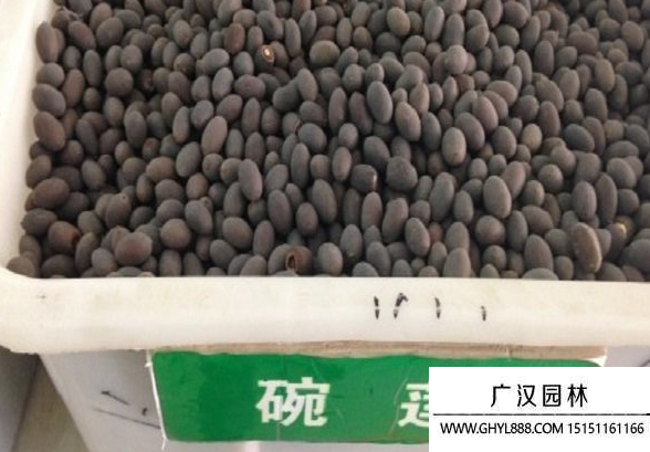 碗蓮種子