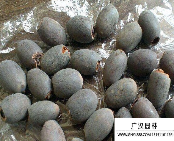 碗蓮種子