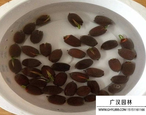 碗蓮種子