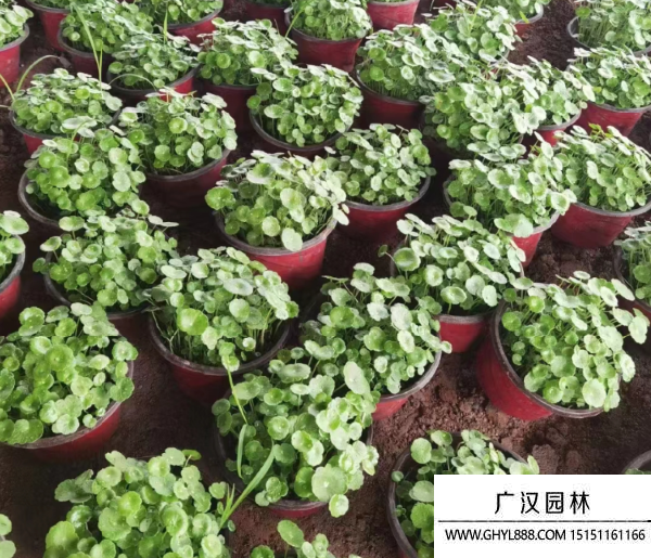 銅錢草