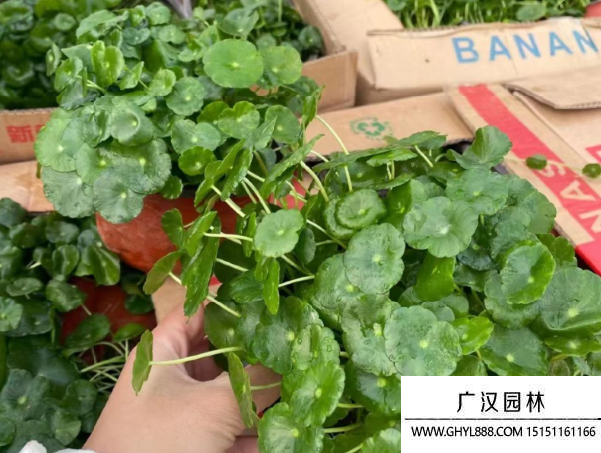 銅錢草