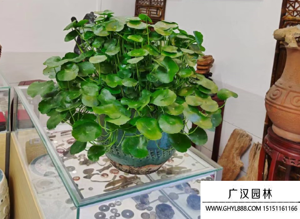 銅錢草