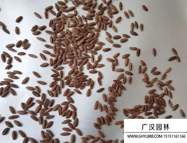 天竺葵種子