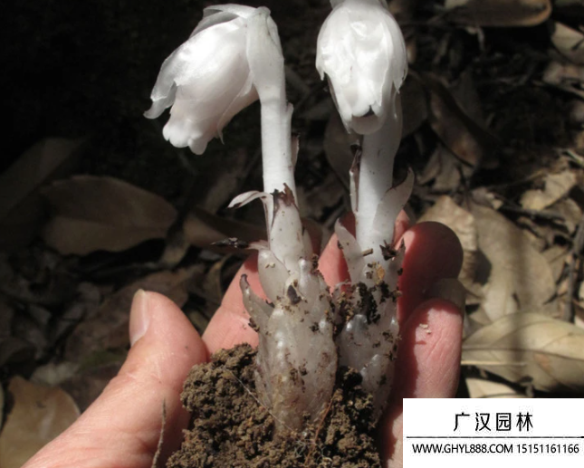 水晶蘭