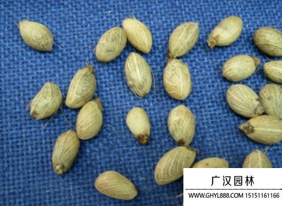 散尾葵種子