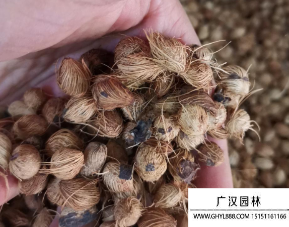 散尾葵種子