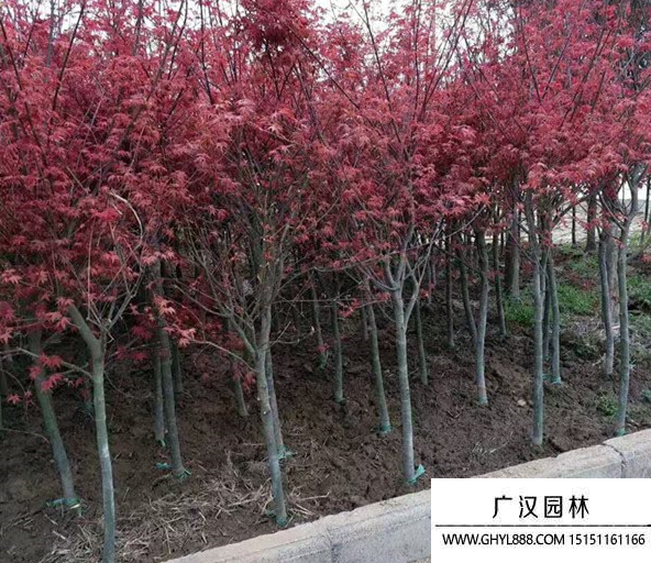 日本紅楓