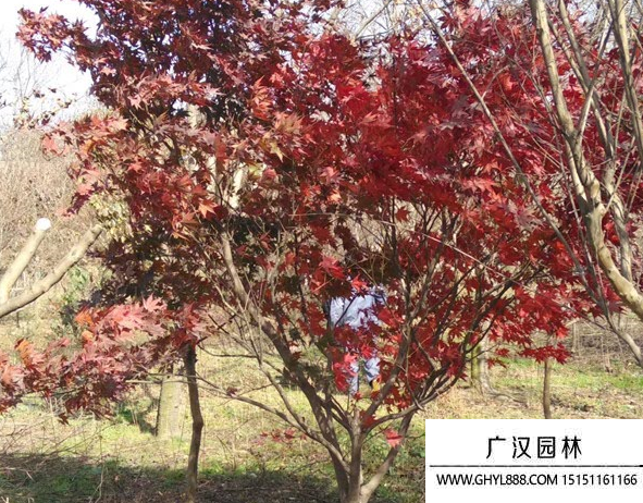 日本紅楓