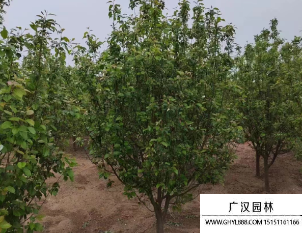 八棱海棠樹