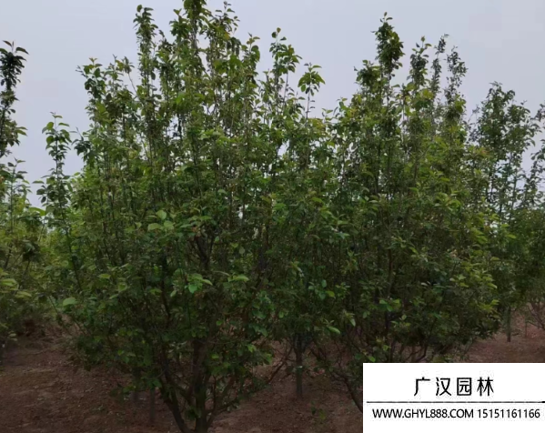 八棱海棠樹