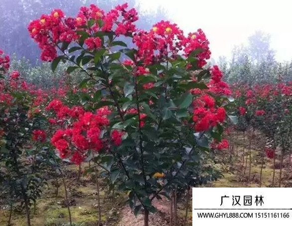 紫薇紅火箭