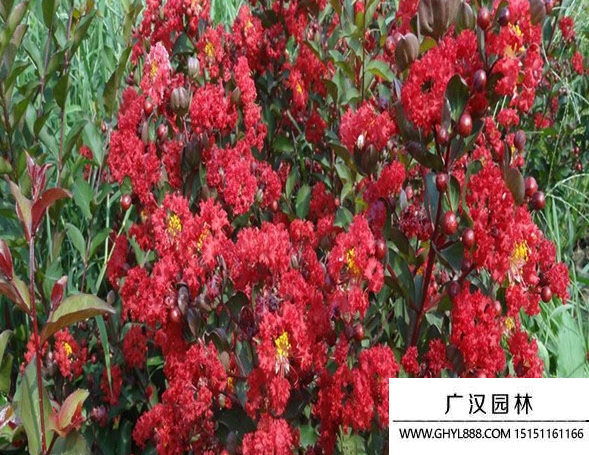 紫薇紅火箭