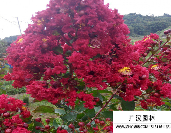 紫薇紅火箭
