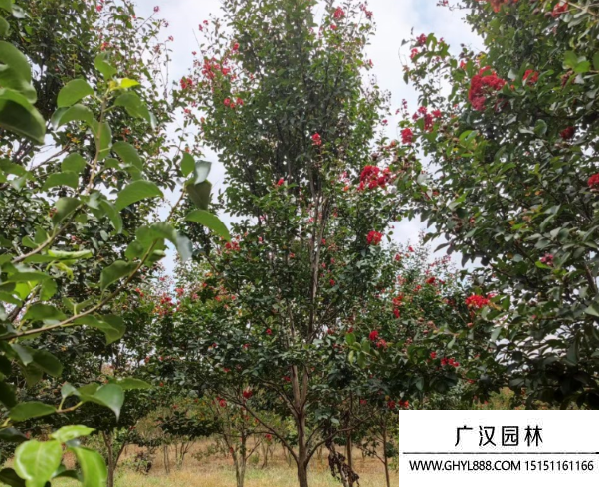 紅火球紫薇