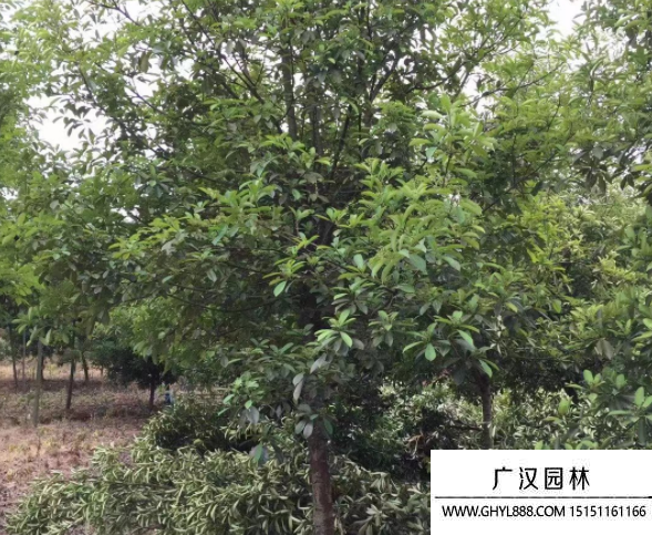 欏木石楠
