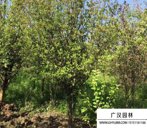 欏木石楠