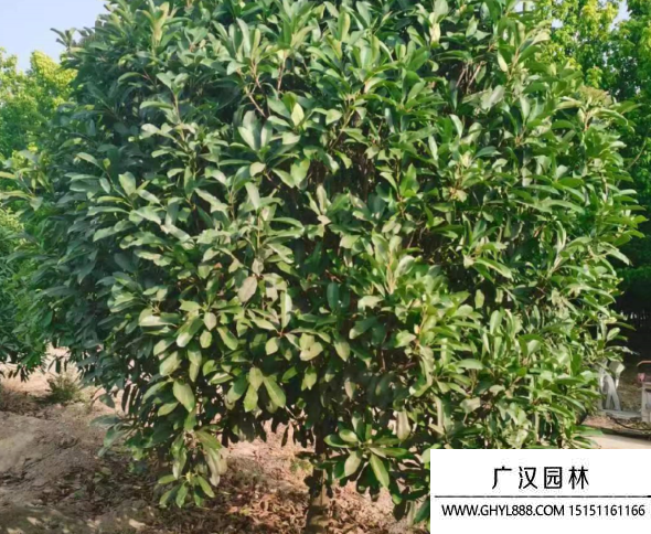 欏木石楠