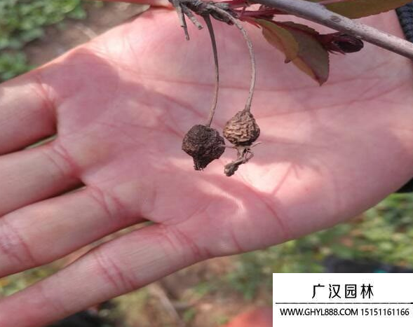 紅寶石海棠