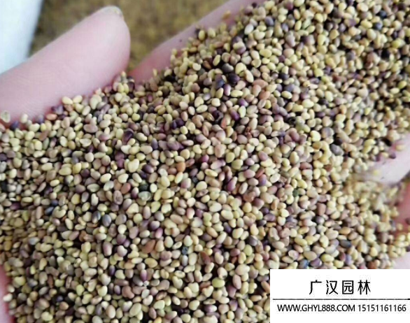 三葉草種子
