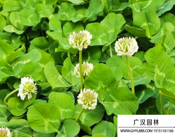 三葉草