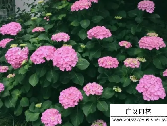 球花種子