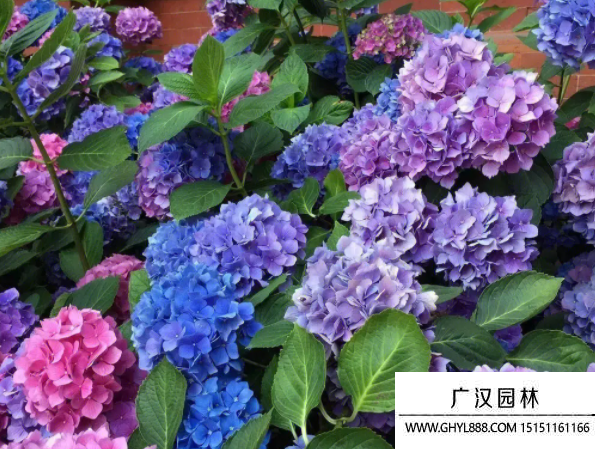 球花種子