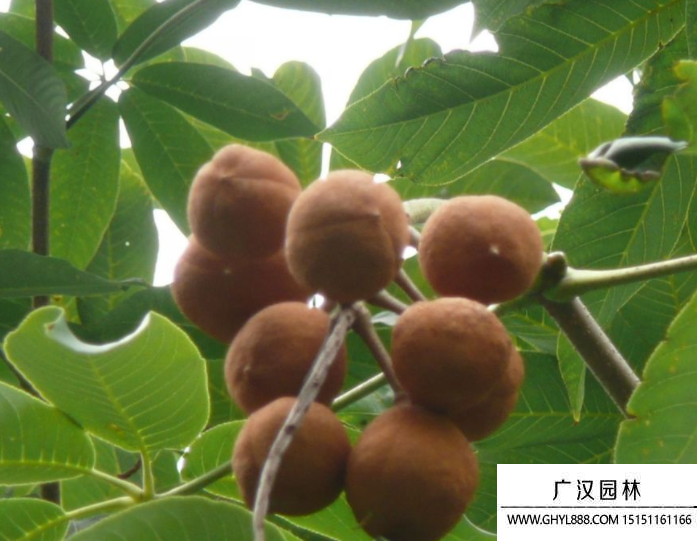 七葉樹種子