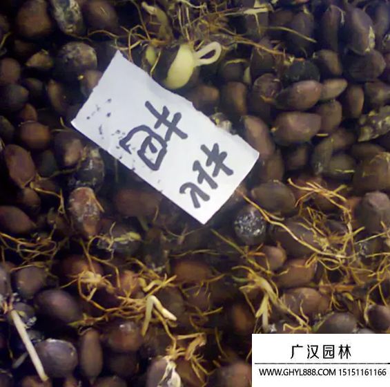 枇杷種子