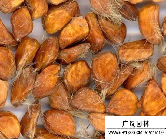 玫瑰種子