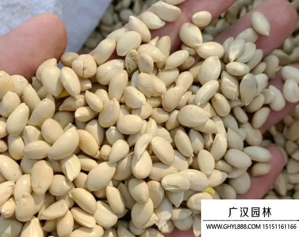 檸檬種子