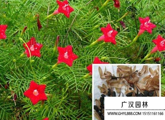 蔦蘿種子