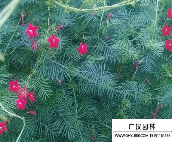 蔦蘿種子