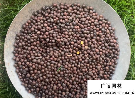 北欒種子