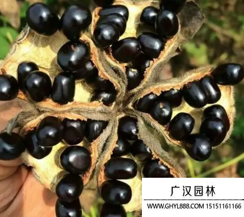 牡丹花種子