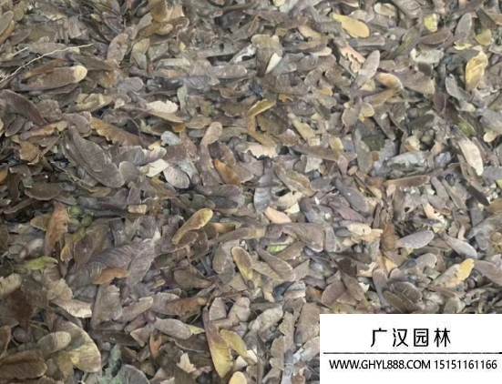 紅楓種子