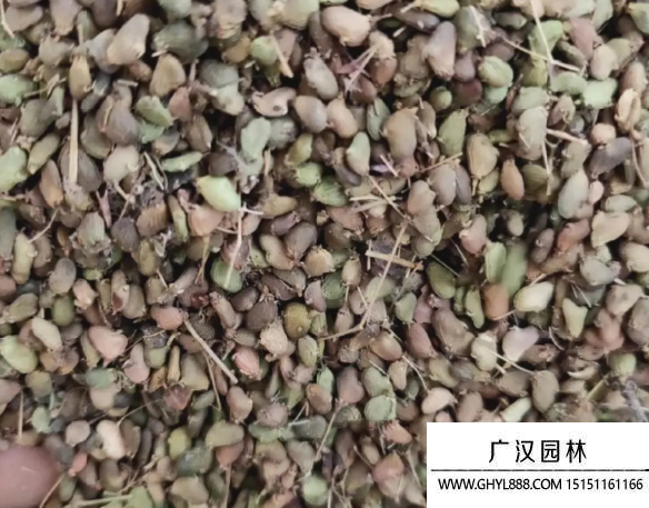 紅櫨種子
