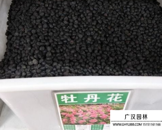 牡丹花種子