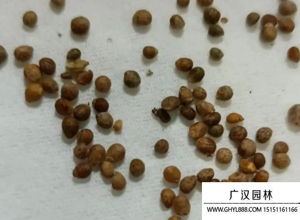 路薇花種子