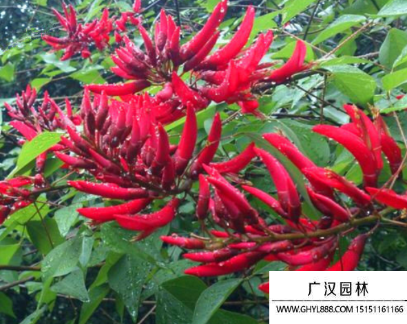 龍牙花
