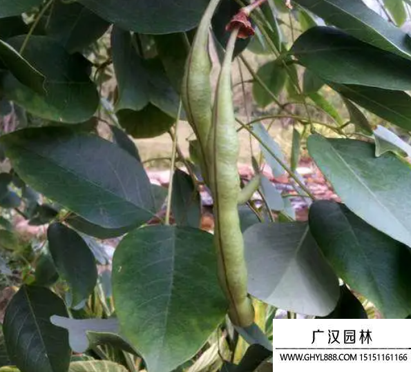 龍牙花種子